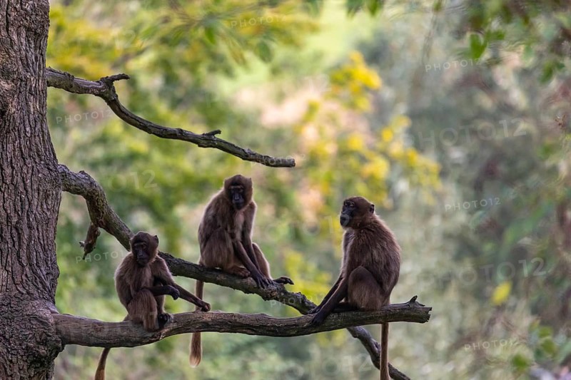 Three Gelada (Theropithecus gelada), or bleeding-heart monkey sitting on a branch high up in a tree. A green forest in the distant background