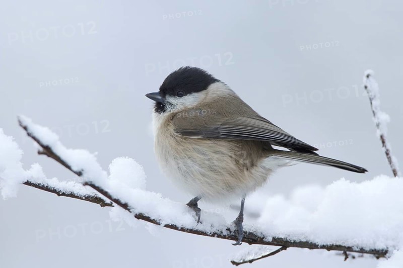 Marsh Tit (Poecile palustris), Utrecht, Netherlands