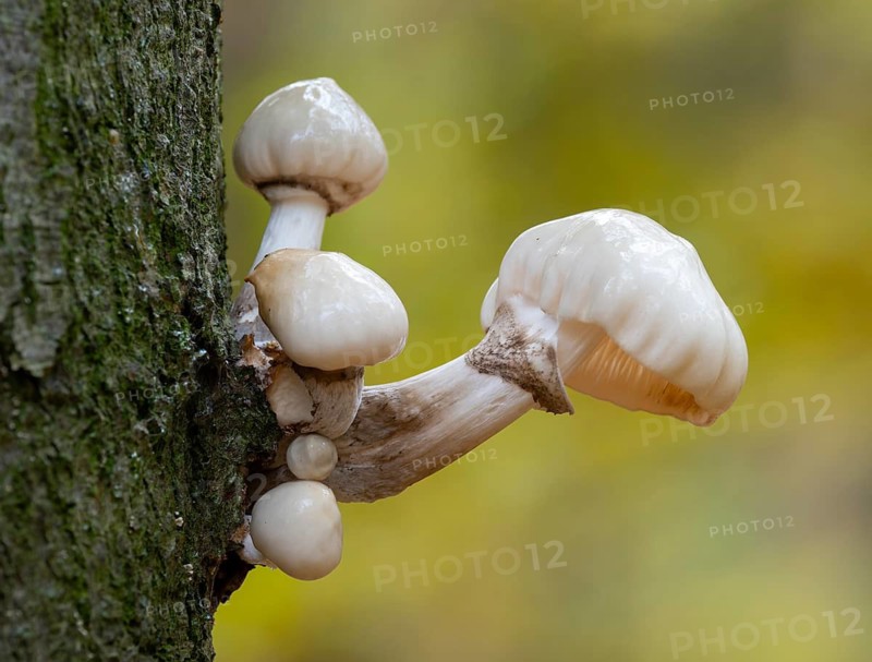 Ringed slime beetle (Oudemansiella mucida), fruiting body on the trunk of a copper beech (Fagus sylvatica), Hainich National Park, Thuringia, Germany