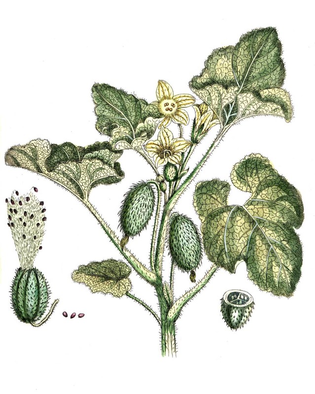 Plantago cynops, Plantago psyllium, psyllium plantain, digital reproduction of a historical original, between 1790 and 1810