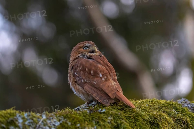 One East Brazilian pygmy owl (Glaucidium minutissimum), also known as least pygmy-owl or Sick's pygmy-owl, sitting on a mossy branch of a tree