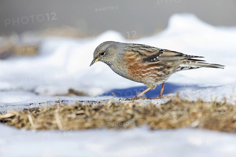 Alpine accentor, (Prunella collaris), animals, birds, family of the alpine accentors, Gemmi Pass, Valais, Switzerland