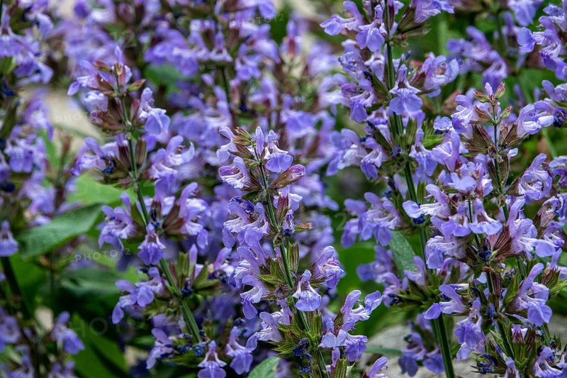 Sage (Salvia), flowering, Baden-Württemberg, Germany
