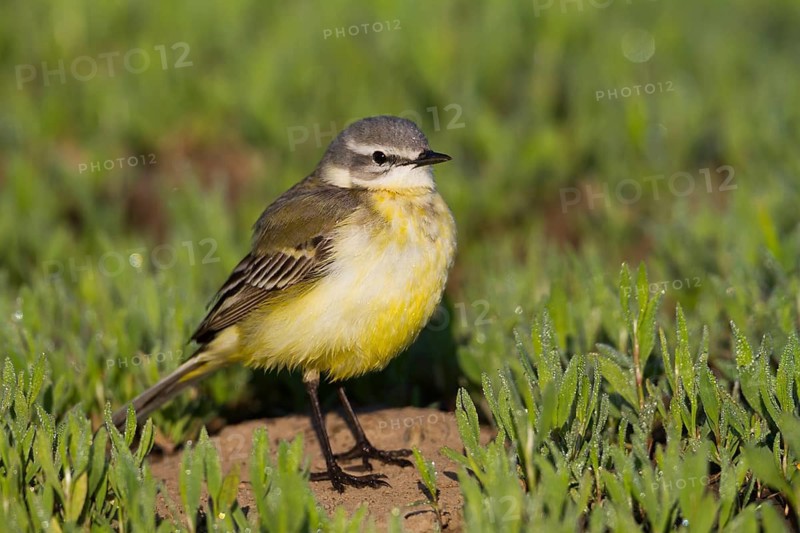 Sykes Wagtail - Schafstelze - Motacilla flava ssp. beema, Kazakhstan, adult female