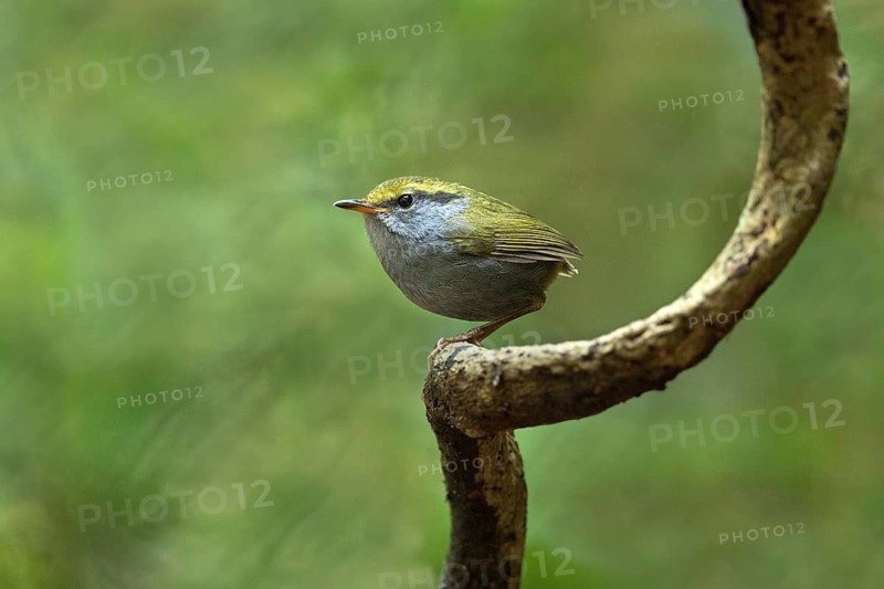 Grey-bellied Tesia (Tesia cyaniventer), Bidoup National Park, Vietnam