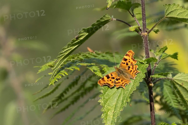 Comma butterfly (Polygonia c-album) adult insect resting on a Nettle plant leaf in the summer, England, United Kingdom