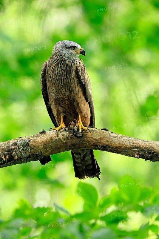Black Kite (Milvus migrans), adult, alert, perch, Šumava, Czech Republic