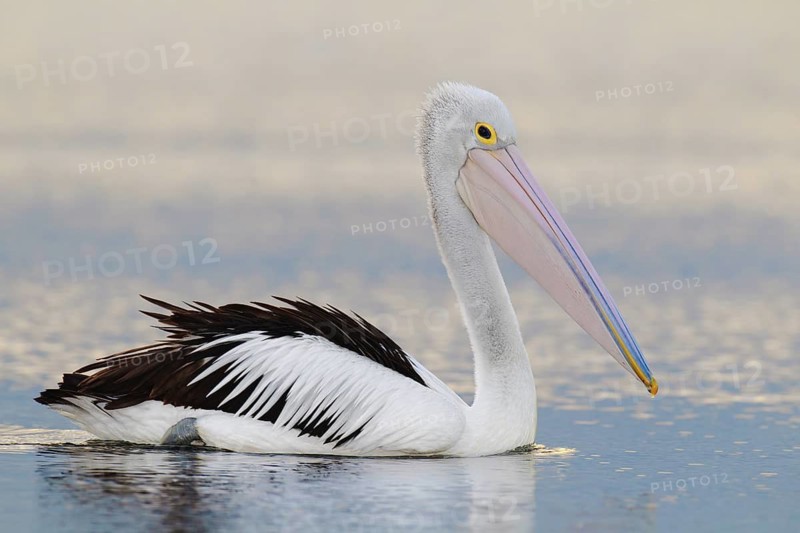 Australian Pelican (Pelecanus conspicillatus), Victoria, Australia