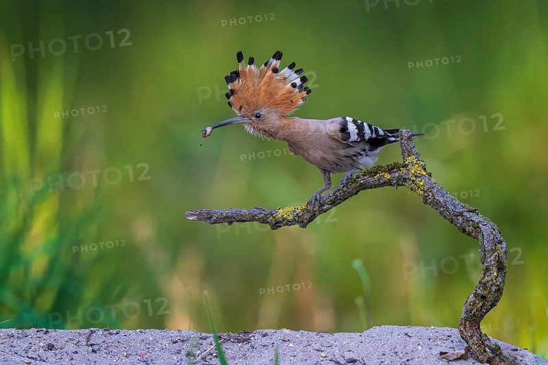Hoopoe (Upupa epops) with raven in beak, foraging, Bird of the Year 2022, sunrise, flower meadow, erected bonnet, Central Elbe Biosphere Reserve, Saxony-Anhalt, Germany
