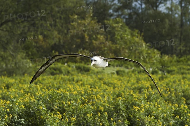 Laysan Albatross (Phoebastria immutabilis), Hawaii, USA