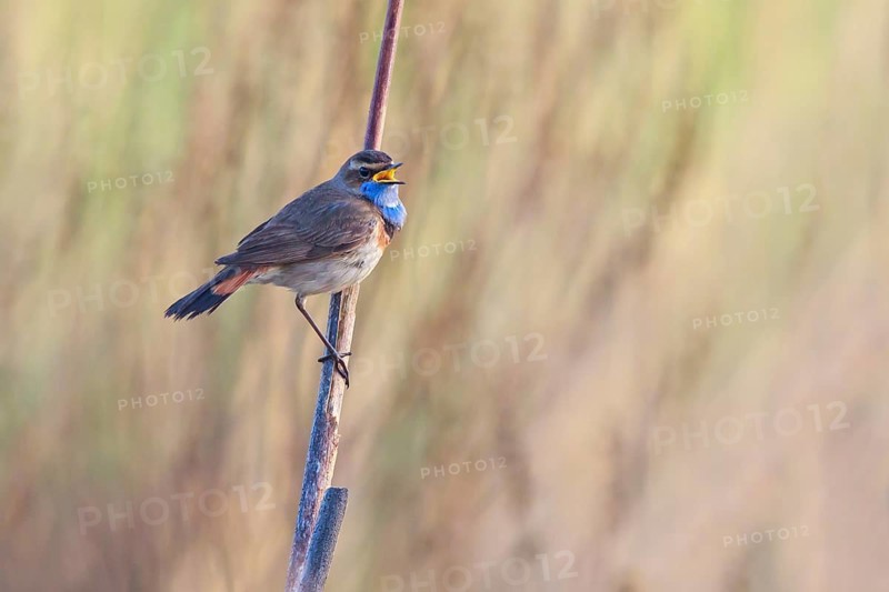 Bluethroat (Luscinia svecica cyanecula) male singing, Netherlands