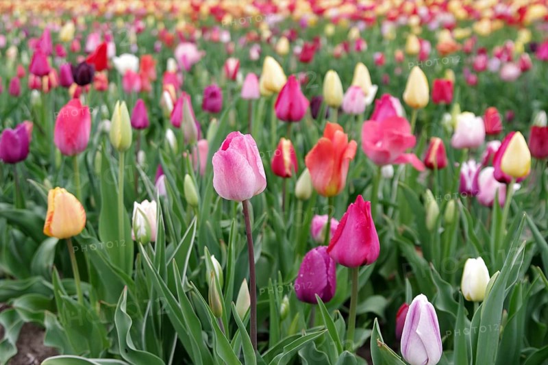 Tulips (Tulipa), tulip bed, colourful, closed flowers, spring, planting, A colourful sea of flowers with different tulips