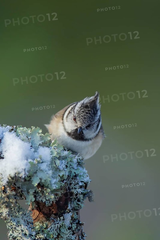 Crested tit (Lophophanes cristatus) adult bird on a snow covered tree stump in winter, Scotland, United Kingdom