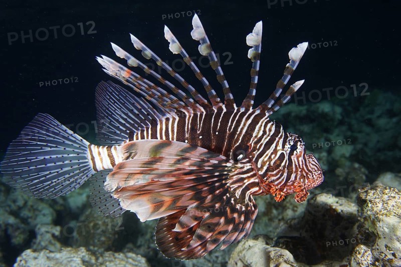 Common lionfish (Pterois volitans)