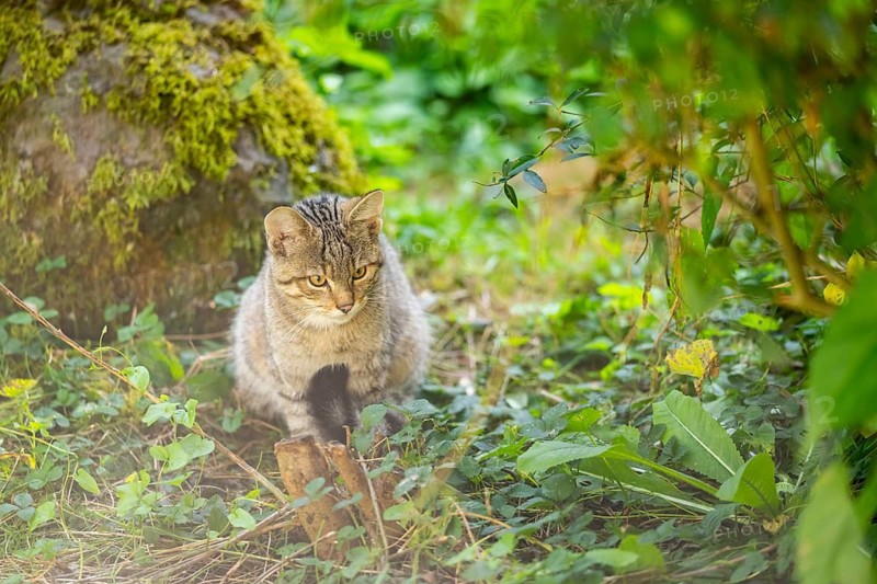 European wildcat (Felis silvestris silvestris) on a meadow, Hesse, Germany