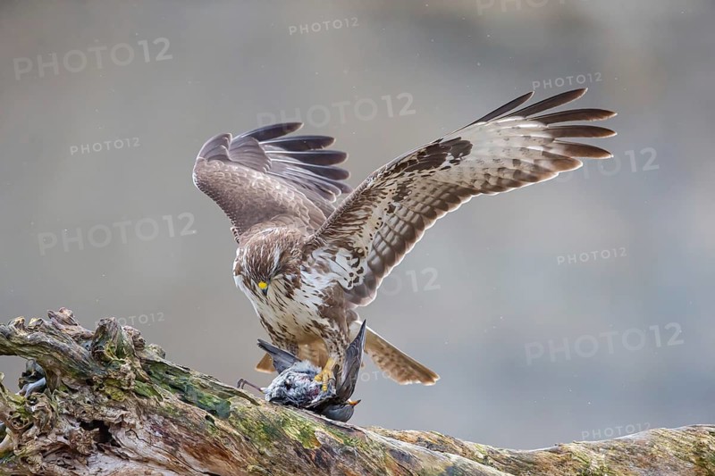 Common steppe buzzard (Buteo buteo), eats a fieldfare hit by a car, Germany
