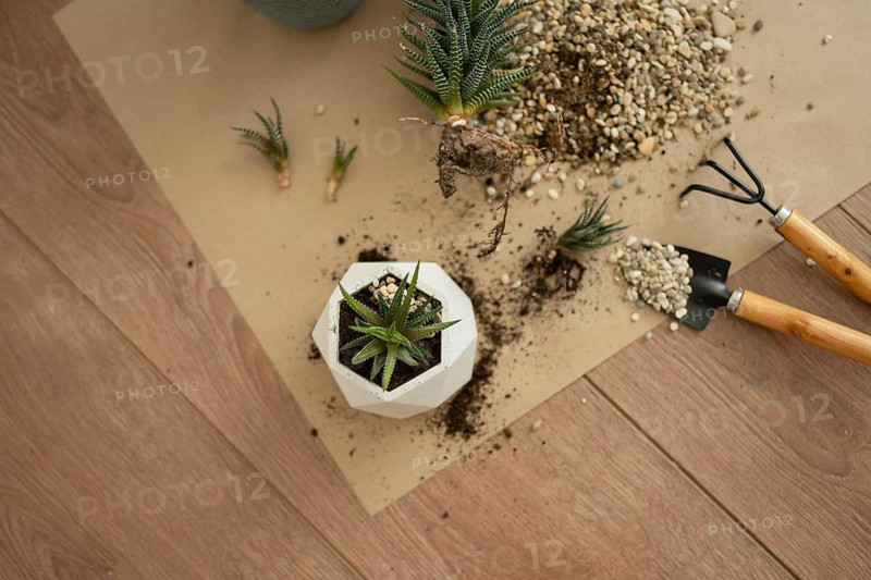 Top view of Haworthia plant in a geometric pot, surrounded by soil, pebbles, and garden tools on a wooden floor, showcasing indoor gardening and plant care