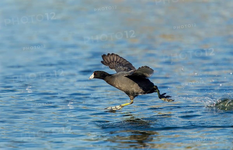 American Coot Fulica americana Tucson, Arizona, United States 13 February Adult running to take flight. Rallidae