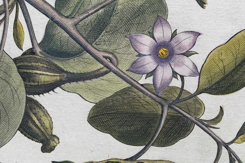 Flower, aubergine (Solanum melongena) or egg plant, hand-coloured copperplate engraving by Basilius Besler, from Hortus Eystettensis, 1613