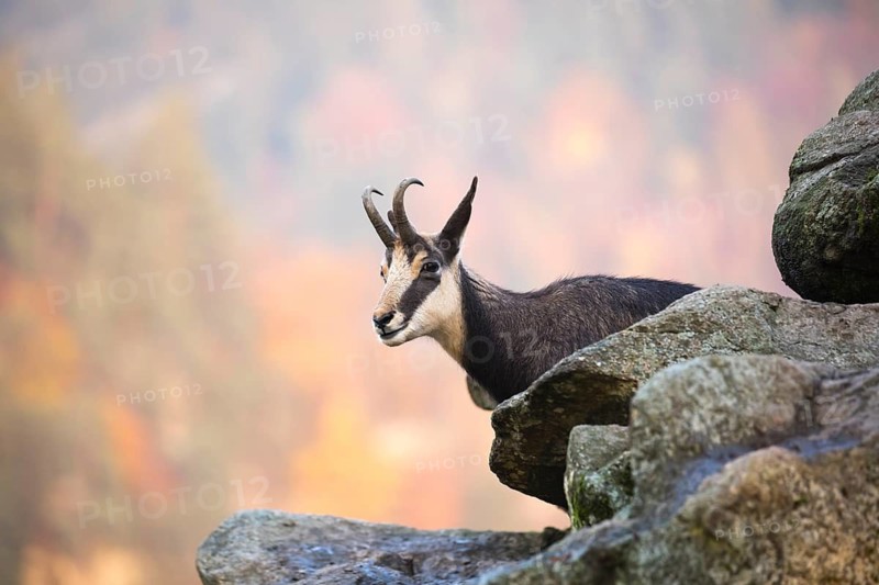 One chamois standing on rocks, autumnal colors of a forest in the distant background