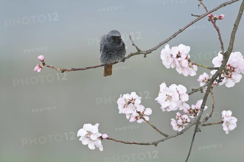 Black Redstart (Phoenicurus ochruros) male, Rhineland-Palatinate, Germany