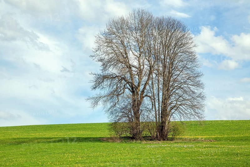 Two trees in a flowering meadow, Oberallgäu, Allgäu, Bavaria, Germany