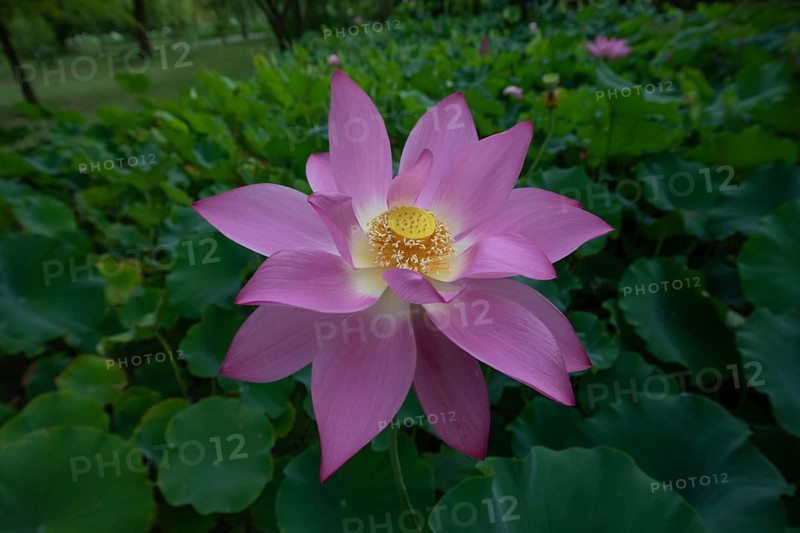Lotus in a garden