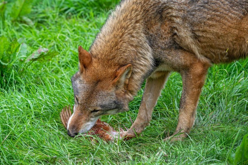 Eurasian wolf (Canis lupus lupus) close-up of grey wolf eating caught chicken in field, meadow. Captive