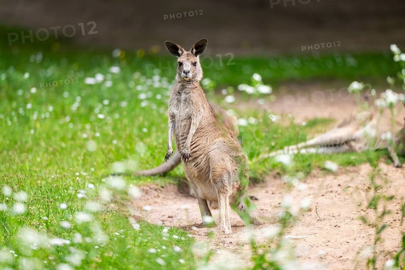 Western grey kangaroo (Macropus fuliginosus) standing on a meadow, Germany