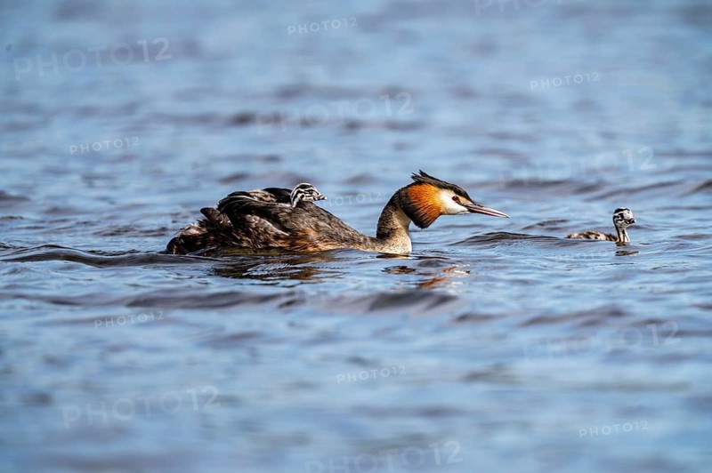 Great Crested Grebe (Podiceps scalloped ribbonfish), with chicks on its back, Vulkaneifel, Rhineland-Palatinate, Germany