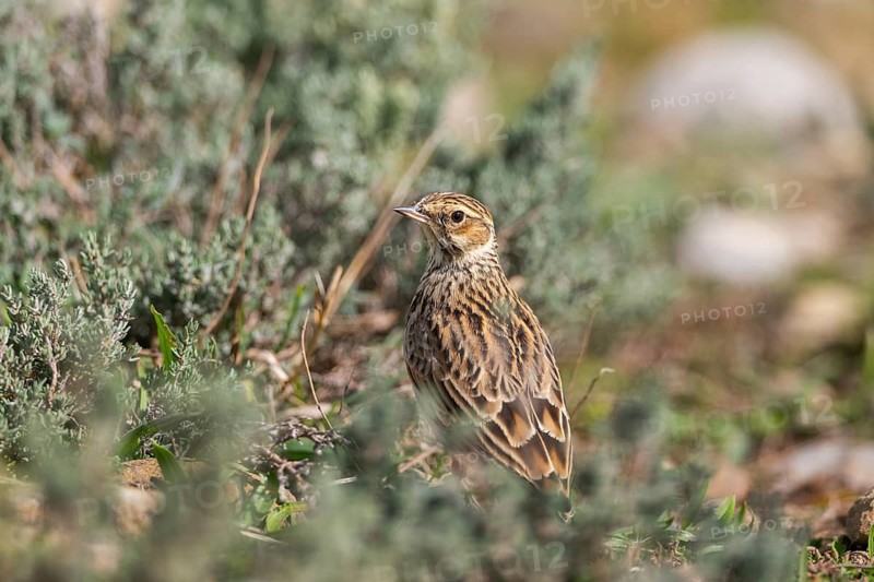 Woodlark or wood lark (Lullula arborea), on a meadow, Pyrenees, Catalonia, Spain