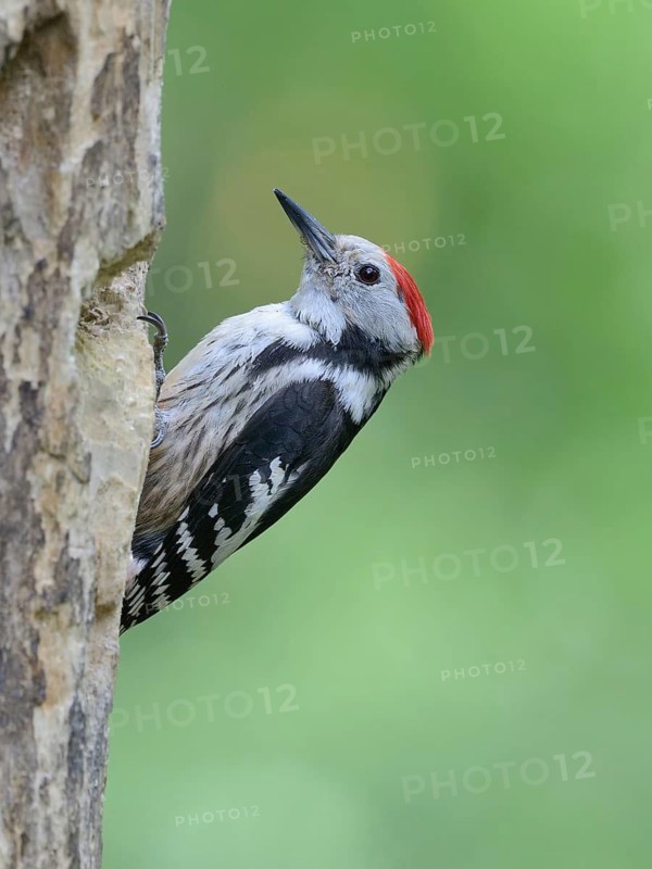Middle Spotted Woodpecker (Dendrocoptes medius), Lower Saxony, Germany
