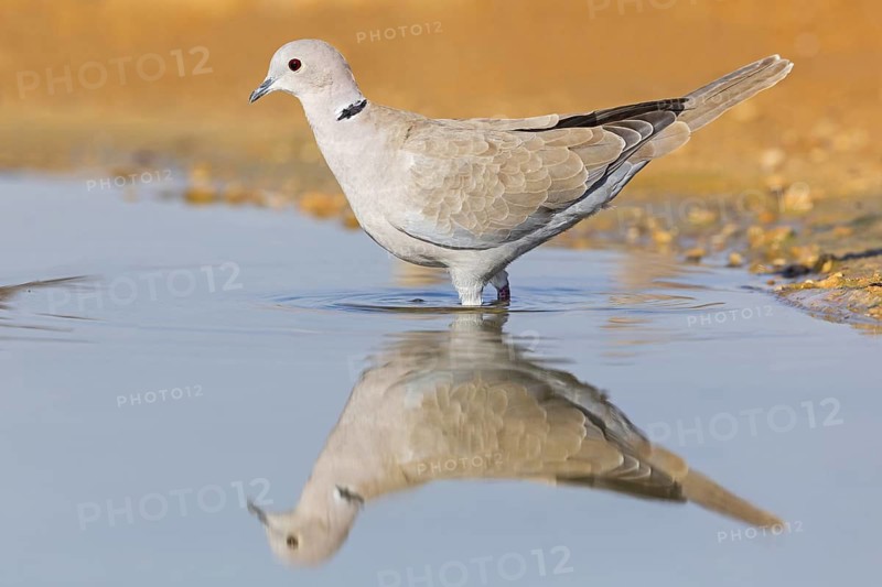 Eurasian collared dove, (Streptopelia decaocto), TTiere, birds, pigeon, pigeon family, Celias Waterhole, Ezuz, HaDarom, Israel