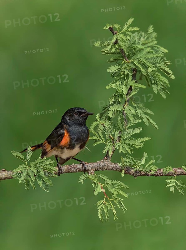 American Redstart (Setophaga ruticilla) male, Texas, USA