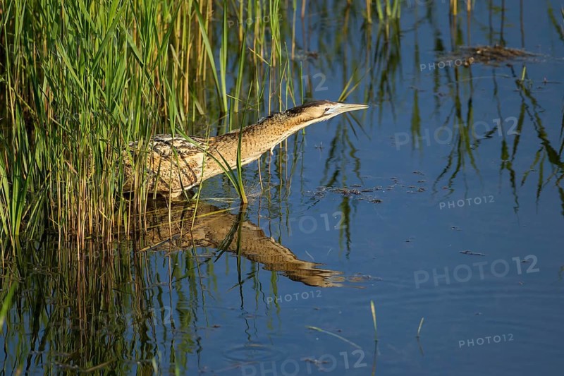 Great or Eurasian bittern (Botaurus stellaris) adult bird hunting in a reedbed lagoon in summer, RSPB Minsmere nature reserve, Suffolk, England, United Kingdom