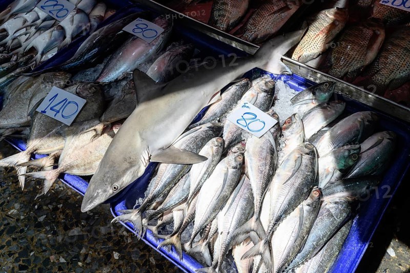 A small shark among fresh fish for sale at the Khlong Toei Market, Bangkok, Thailand, Asia