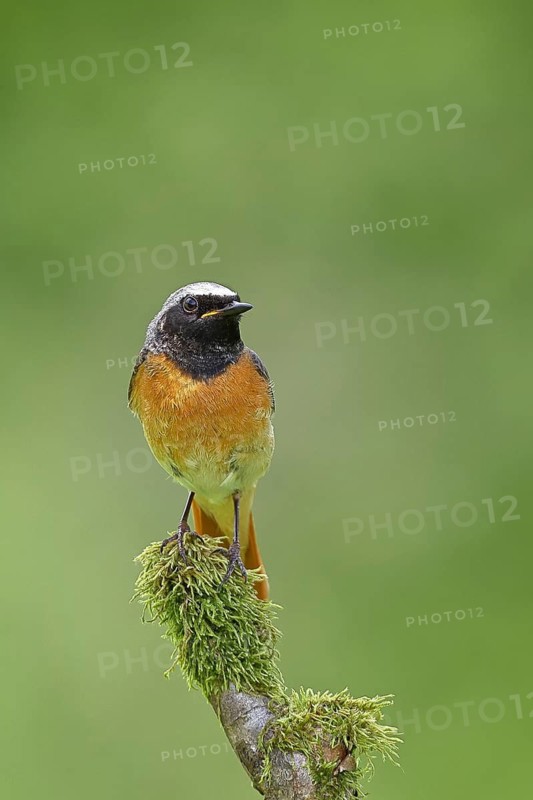 Redstart (Phoenicurus phoenicurus), male on a mossy branch, songbird, wildlife, Siegerland, North Rhine-Westphalia, Germany