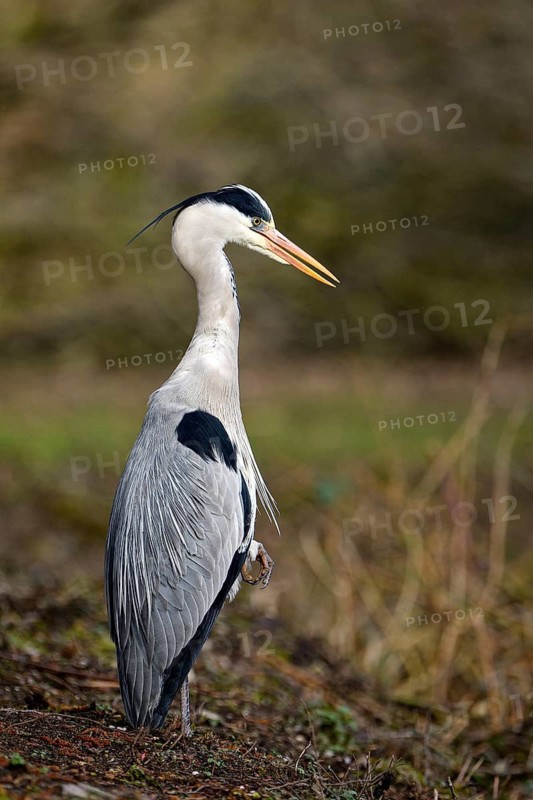 Grey heron (Ardea cinerea), Essen, Ruhr area, North Rhine-Westphalia, Germany