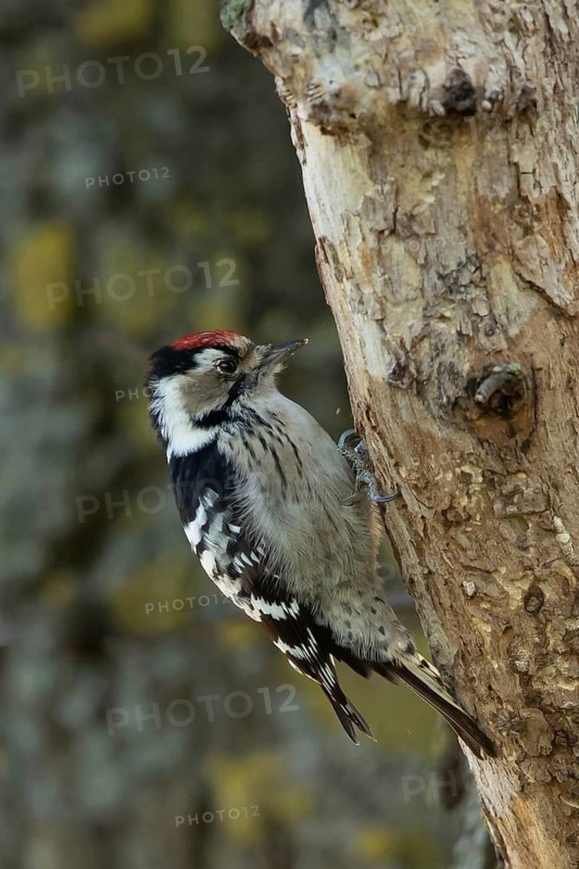 Lesser Spotted Woodpecker (Dryobates minor) male, Smaland, Sweden