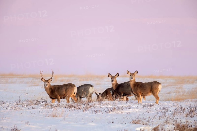 Rocky Mountain mule deer (Odocoileus hemionus) buck with does foraging on snow covered prairie in winter, Saskatchewan in Western Canada