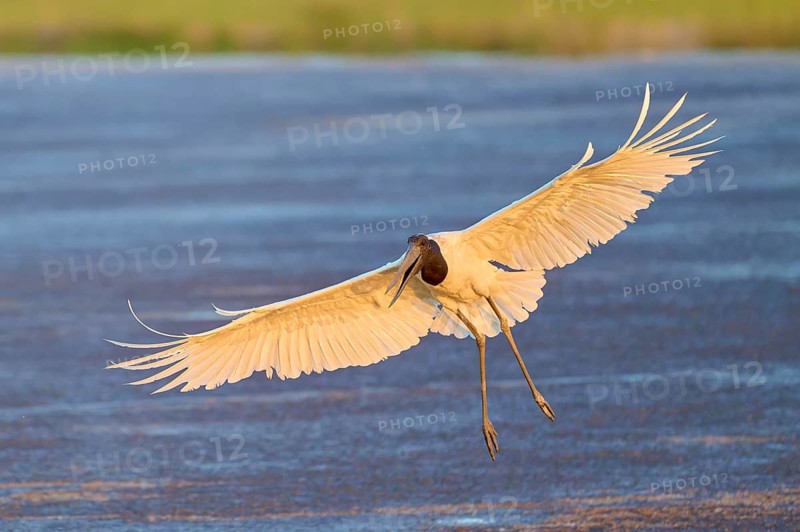 Bird with wide-spread wings elegantly approaching water, Jabiru (Jabiru mycteria), Pantanal, Mato Grosso, Brazil