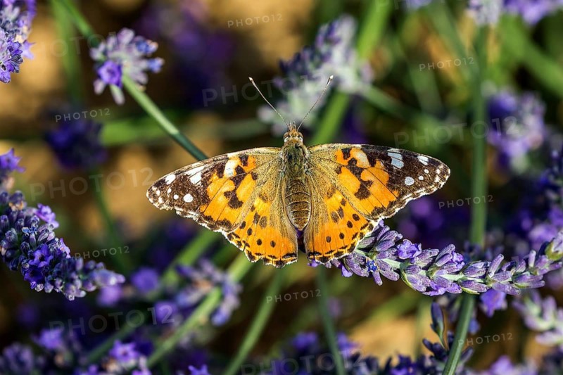 Painted lady (Vanessa cardui), on lavender flower, Provence, France