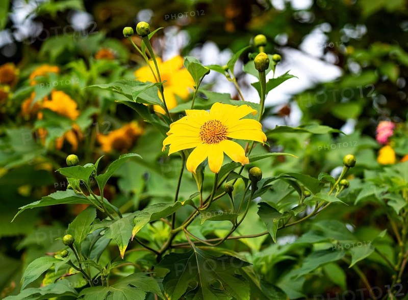 Mexican sunflower (Tithonia diversifolia), yellow flower, Rugando, Western Region, Uganda