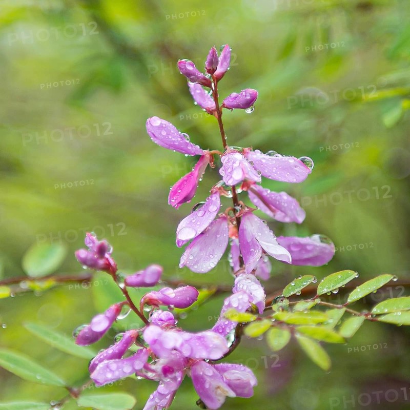 Indigo bush (Indigofera himalayensis 'Silk Road'), Hillier Arboretum, Great Britain