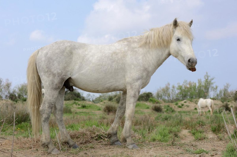 Camargue stallion, stallion, Camargue, Provence, South of France