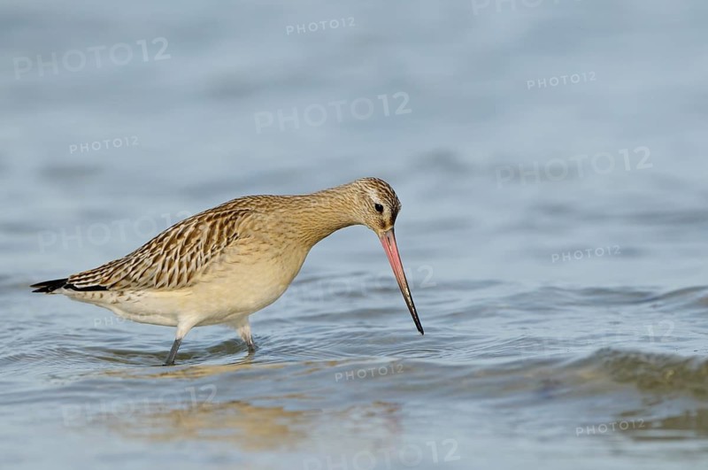 Pfuhlschnepfe (Limosa lapponica), Bar-tailed Godwit, Altvogel im Schlichtkleid, am Strand der Ostsee, auf Nahrungssuche in der Brandung, Oktober, Prerow, Nationalpark Vorpommersche Boddenlandschaft, Mecklenburg-Vorpommern, Ostsee, Deutschland