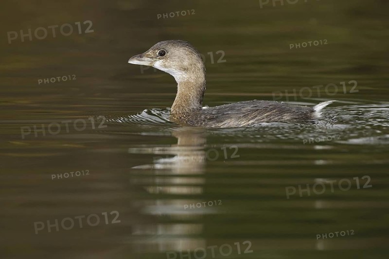 Pied-billed Grebe (Podilymbus podiceps), Arizona, USA
