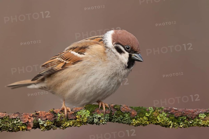 Eurasian Tree Sparrow (Passer montanus) perched on a branch, Lower Saxony, Germany