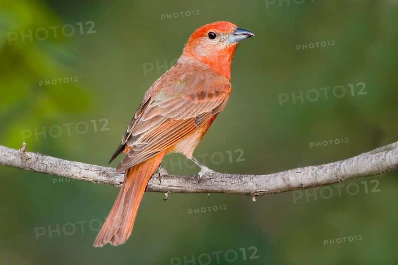 Hepatic Tanager Piranga hepatica Chiricahua Mountains, Cochise County, Arizona, United States 4 June Adult Male Thraupidae