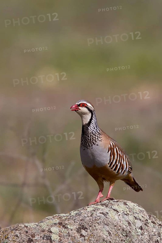 Red-legged Partridge (Alectoris rufa) calling, Castile-La Mancha, Spain